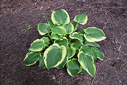 Minnesota Wild Hosta (Hosta 'Minnesota Wild') at Lakeshore Garden Centres
