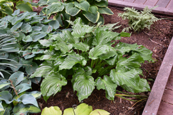 Glossy Ruffles Hosta (Hosta 'Glossy Ruffles') at Lakeshore Garden Centres