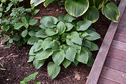 Purple Haze Hosta (Hosta 'Purple Haze') at Lakeshore Garden Centres