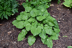Grand Slam Hosta (Hosta 'Grand Slam') at Lakeshore Garden Centres