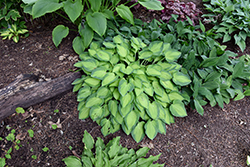 Sweet Home Chicago Hosta (Hosta 'Sweet Home Chicago') at Lakeshore Garden Centres