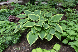 Leading Lady Hosta (Hosta 'Leading Lady') at Lakeshore Garden Centres