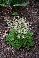Chantilly Lace Goatsbeard (Aruncus 'Chantilly Lace') at Peter Knippel Garden Centre
