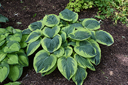 Great Arrival Hosta (Hosta 'Great Arrival') at Lakeshore Garden Centres