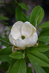 Moonglow Sweetbay Magnolia (Magnolia virginiana 'Jim Wilson') at Peter Knippel Garden Centre