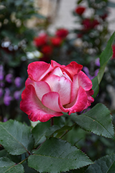 Love At First Sight Rose (Rosa 'WEKmedatasy') at Lakeshore Garden Centres