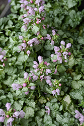 Pink Pewter Spotted Dead Nettle (Lamium maculatum 'Pink Pewter') at Peter Knippel Garden Centre
