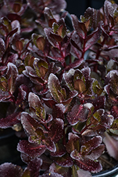 Touchdown Teak Stonecrop (Sedum 'Touchdown Teak') at Lakeshore Garden Centres