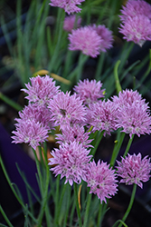 Rising Star Chives (Allium schoenoprasum 'Rising Star') at Peter Knippel Garden Centre