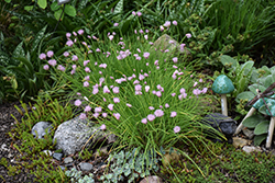 Rising Star Chives (Allium schoenoprasum 'Rising Star') at Peter Knippel Garden Centre