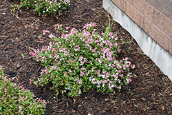 Yuki Kabuki Deutzia (Deutzia 'Yuki Kabuki') at Lakeshore Garden Centres