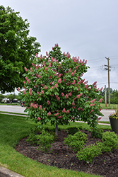 Fort McNair Red Horse Chestnut (Aesculus x carnea 'Fort McNair') at Lakeshore Garden Centres