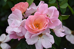 Peachy Knock Out Rose (Rosa 'Radgor') at Green Thumb Garden Centre