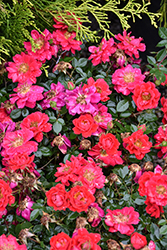 Oso Easy Urban Legend Rose (Rosa 'ChewPatout') at Green Thumb Garden Centre