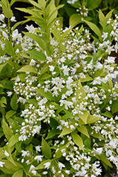 Chardonnay Pearls Deutzia (Deutzia gracilis 'Duncan') at Peter Knippel Garden Centre
