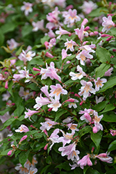 Jolene Jolene Beautybush (Kolkwitzia amabilis 'SMNKADTF') at Peter Knippel Garden Centre
