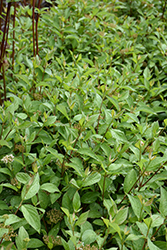 Bergeson Compact Dogwood (Cornus sericea 'Bergeson Compact') at Lakeshore Garden Centres