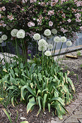 Mount Everest Ornamental Onion (Allium 'Mount Everest') at Lakeshore Garden Centres