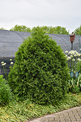 Cheer Drops Arborvitae (Thuja occidentalis 'SMNTDGT') at Lakeshore Garden Centres