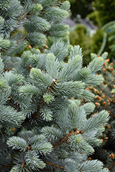 Baby Blue Blue Spruce (Picea pungens 'Baby Blue') at Peter Knippel Garden Centre