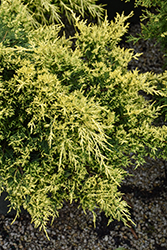 Sea Of Gold Juniper (Juniperus x media 'Sea Of Gold') at Lakeshore Garden Centres