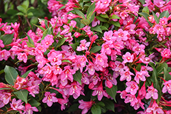 Sonic Bloom Punch Reblooming Weigela (Weigela florida 'SMNW9RB') at Lakeshore Garden Centres