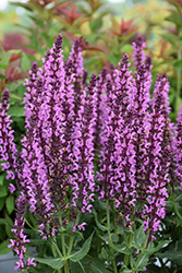 Pink Profusion Meadow Sage (Salvia nemorosa 'Pink Profusion') at Lakeshore Garden Centres