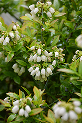 BerryBux Lowbush Blueberry (Vaccinium 'Zf08095') at Peter Knippel Garden Centre