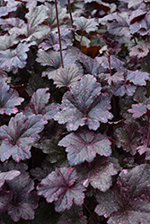 Midnight Rose Coral Bells (Heuchera 'Midnight Rose') at Peter Knippel Garden Centre