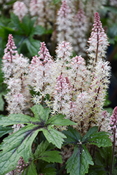 Pink Skyrocket Foamflower (Tiarella 'Pink Skyrocket') at Green Thumb Garden Centre