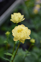 Cheddar Globeflower (Trollius x cultorum 'Cheddar') at Peter Knippel Garden Centre