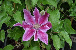 Boulevard Poseidon Clematis (Clematis 'Poseidon') at Lakeshore Garden Centres