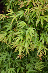 Eagle's Claw Japanese Maple (Acer palmatum 'Eagle's Claw') at Lakeshore Garden Centres