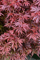 Shaina Japanese Maple (Acer palmatum 'Shaina') at Green Thumb Garden Centre