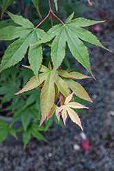 Omato Japanese Maple (Acer palmatum 'Omato') at Lakeshore Garden Centres