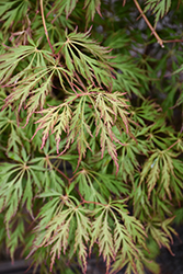 Ice Dragon Maple (Acer 'IsliD') at Lakeshore Garden Centres