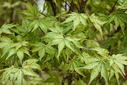 Peve Multicolor Japanese Maple (Acer palmatum 'Peve Multicolor') at Lakeshore Garden Centres