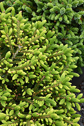 Bergman's Gem Oriental Spruce (Picea orientalis 'Bergman's Gem') at Lakeshore Garden Centres