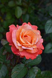 Colorific Rose (Rosa 'Colorific') at Lakeshore Garden Centres