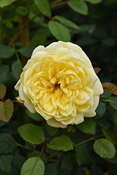 The Poet's Wife Rose (Rosa 'The Poet's Wife') at Lakeshore Garden Centres