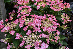 Seaside Serenade Crystal Cove Hydrangea (Hydrangea macrophylla 'Crystal Cove') at Lakeshore Garden Centres