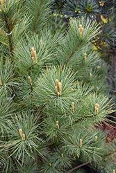 Sarah Rachel Eastern White Pine (Pinus strobus 'Sarah Rachel') at Lakeshore Garden Centres