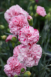 Devon Cottage Pinball Wizard Pinks (Dianthus 'WP15 MOW08') at Lakeshore Garden Centres