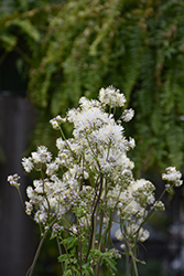 Nimbus White Meadow Rue (Thalictrum aquilegiifolium 'Nimbus White') at Lakeshore Garden Centres