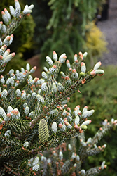 Silver Korean Fir (Abies koreana 'Silberlocke') at Peter Knippel Garden Centre