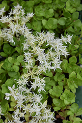 Woodland Stonecrop (Sedum ternatum) at Lakeshore Garden Centres