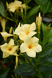 Sun Parasol Sunbeam Mandevilla (Mandevilla 'Sun Parasol Sunbeam') at Lakeshore Garden Centres
