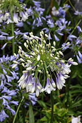 Fireworks Agapanthus (Agapanthus 'MDB001') at Lakeshore Garden Centres