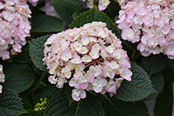 Wee Bit Innocent Hydrangea (Hydrangea macrophylla 'SMNHMC') at Lakeshore Garden Centres