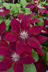 Rebecca Clematis (Clematis 'Rebecca') at Peter Knippel Garden Centre